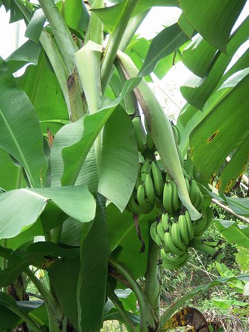 バナナの木の写真
